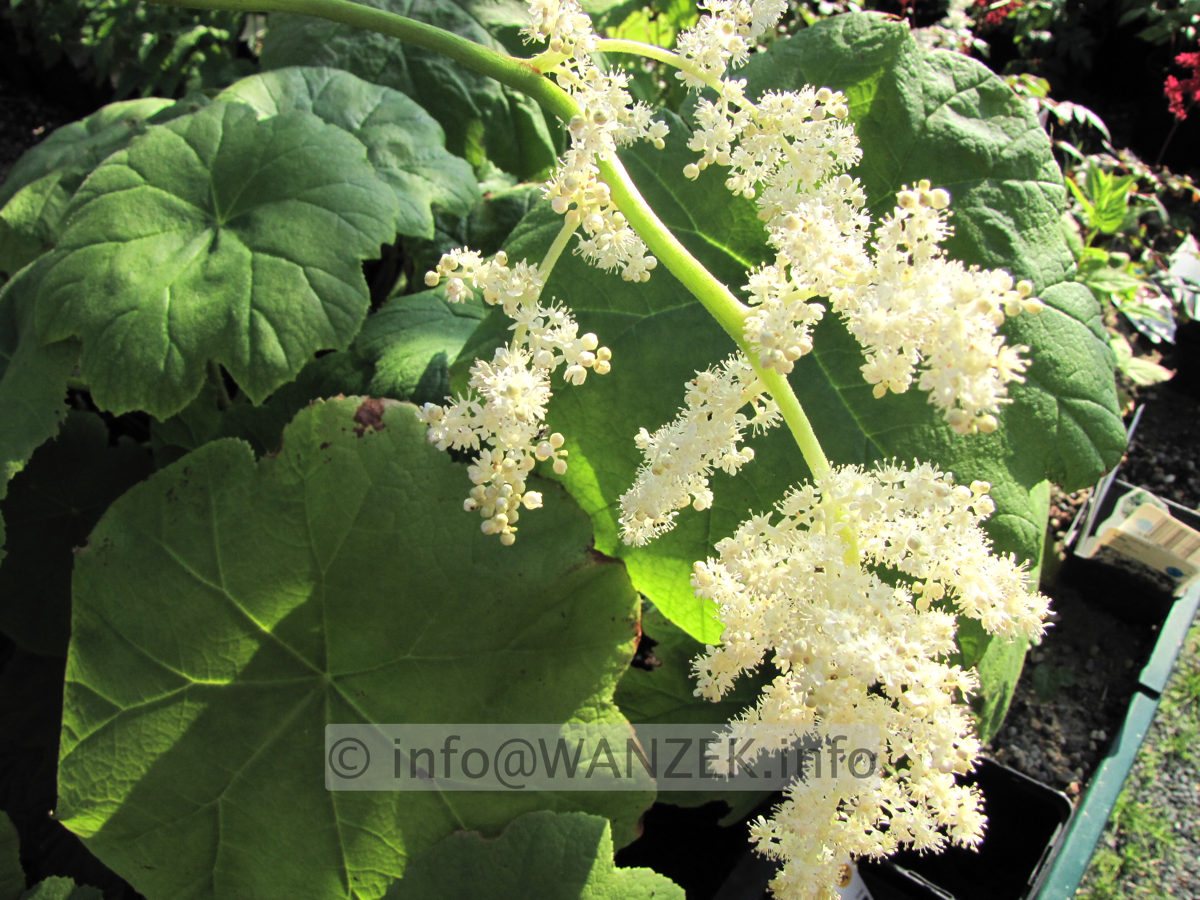 Rodgersia tabularis 03 Bluete.JPG
